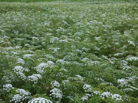 Ammi majus